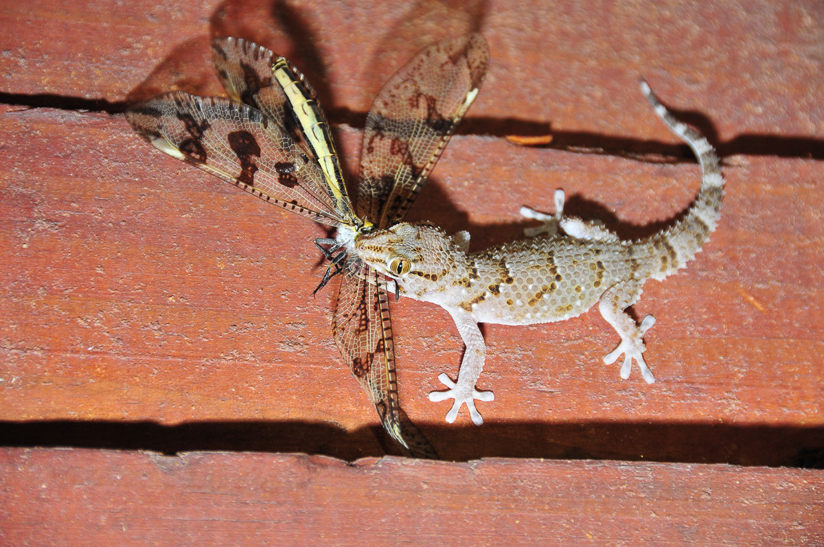 gecko kill at KielieKrankie