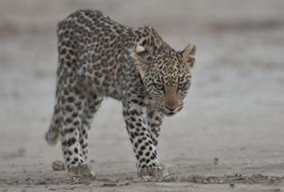 Leopard cub