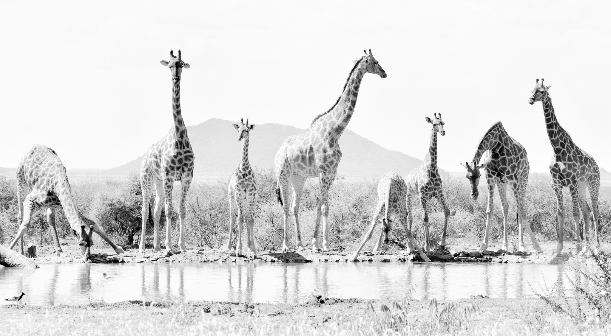 Giraffe drinking at the Last Word Madikwe waterhole 2