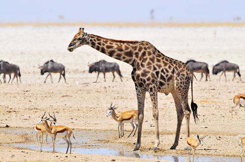 Okondeka waterhole in Etosha