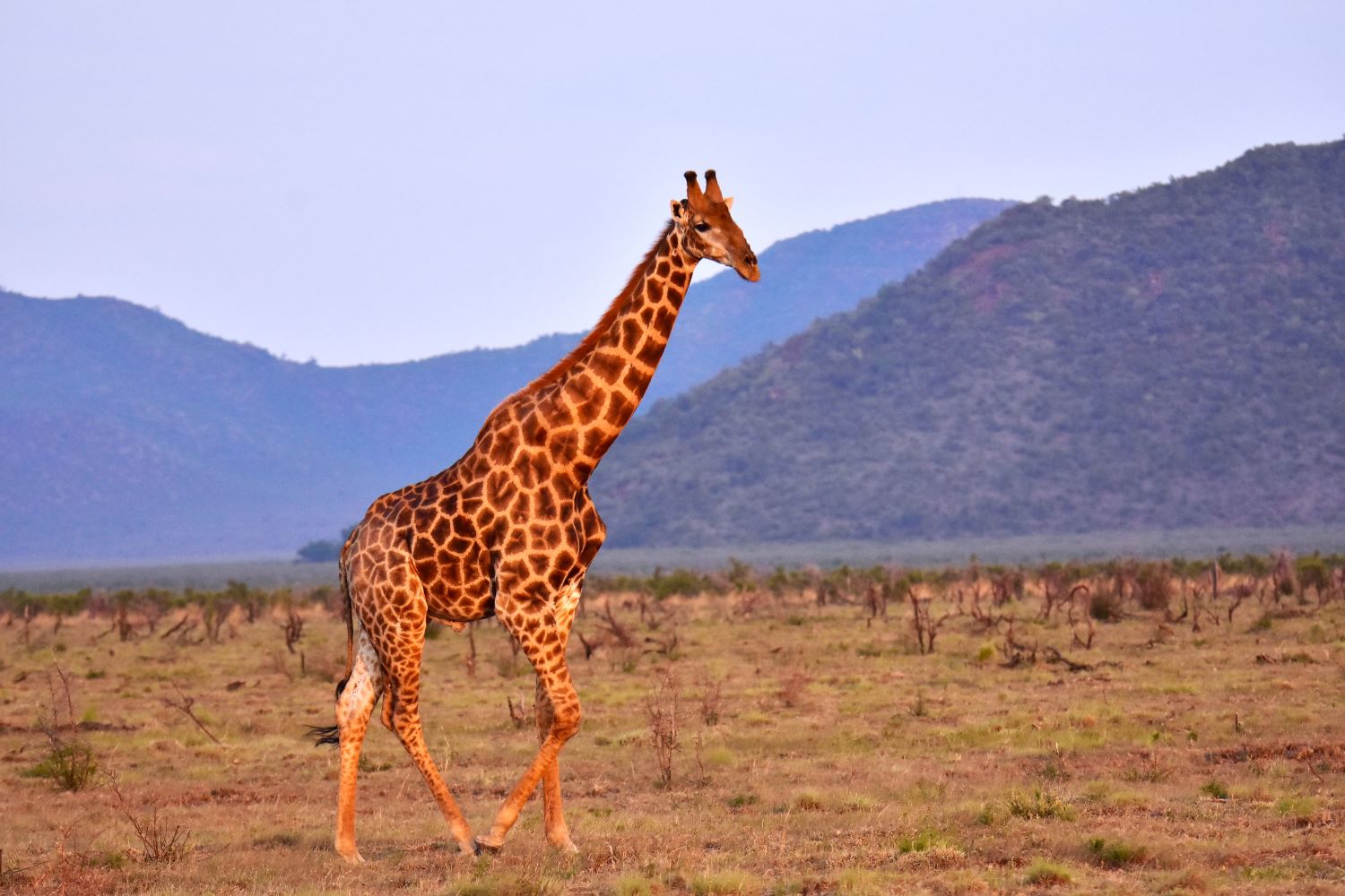 Giraffe on the Madikwe plans