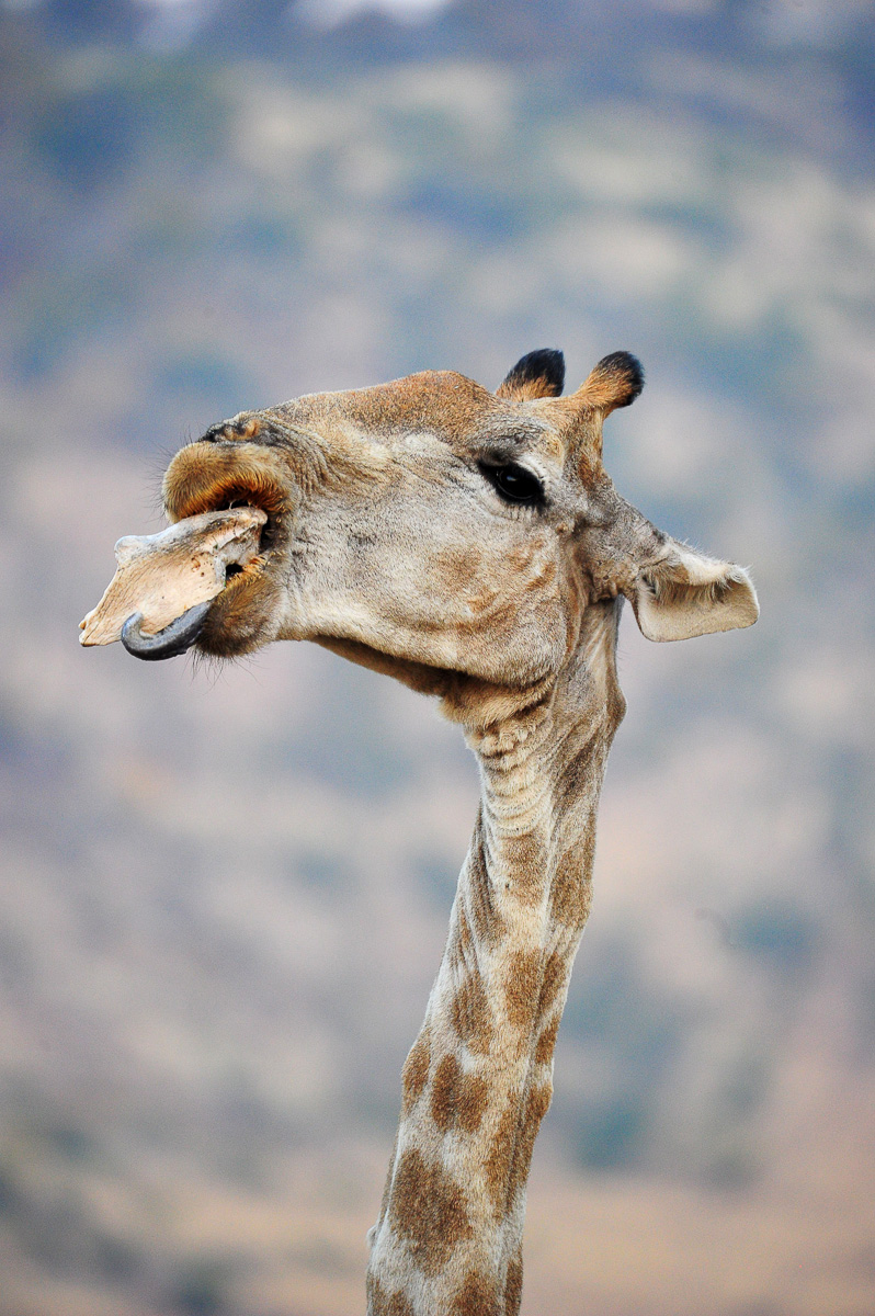 giraffe sucking bone image taken on our Tshukudu game drive