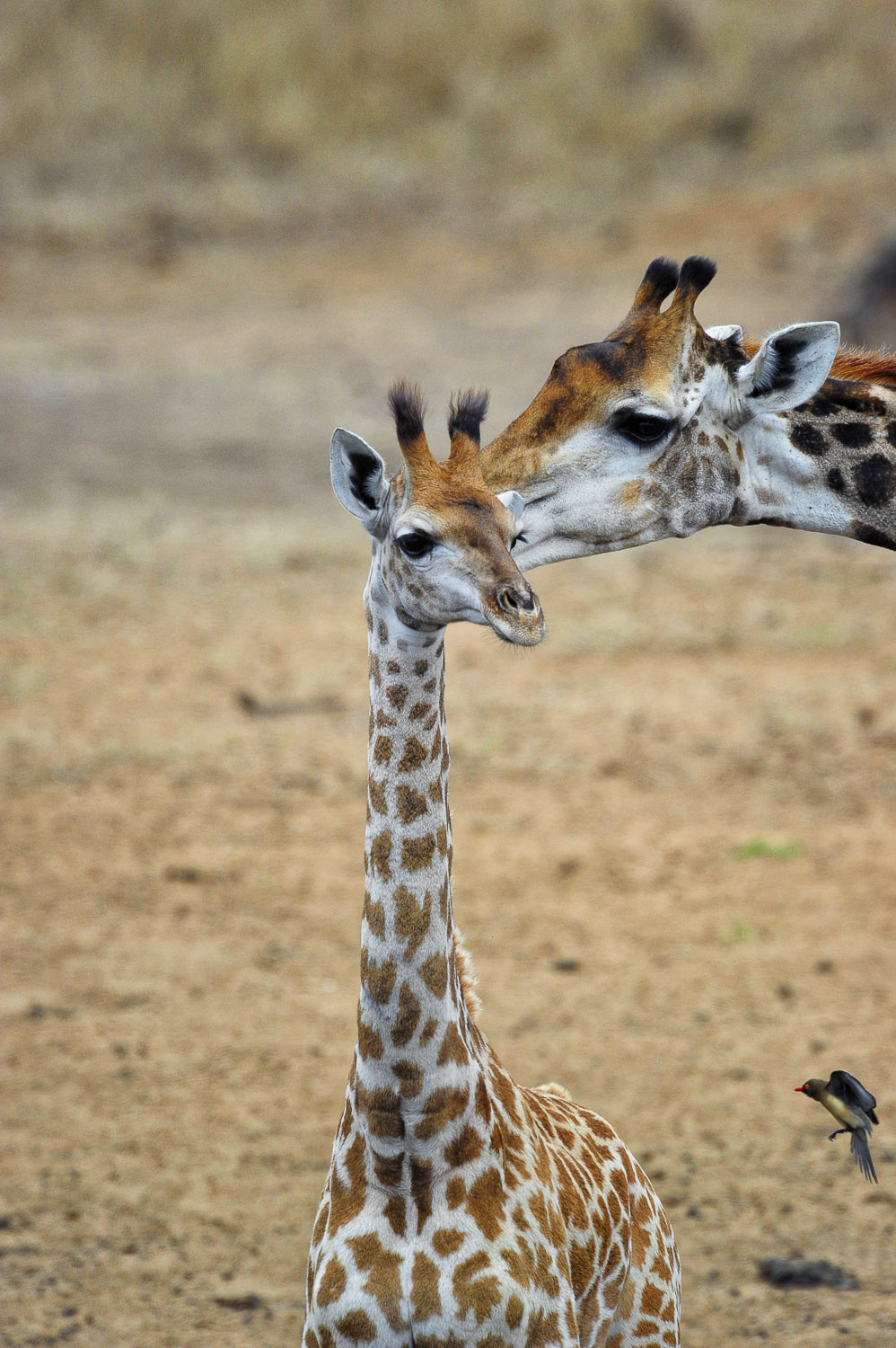 Giraffe seen around the Maroela camp area in the Kruger National Park