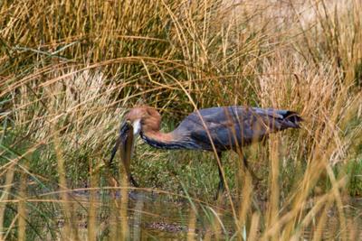 Start of the swallow