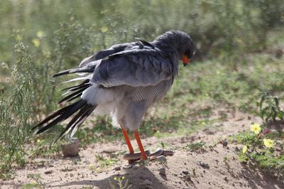 Goshawk with snake and ruffled feathers