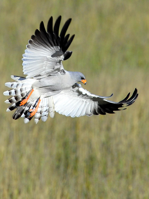 Pale chanting goshawk Pale chanting goshawk