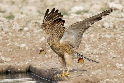 Greater Kestrel with butterflies