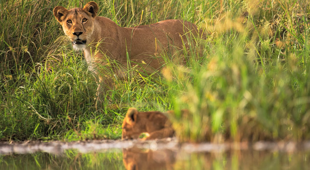 Greg du Toit - lioness and cub 7 years later