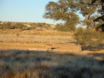 Kudu at Grootkolk