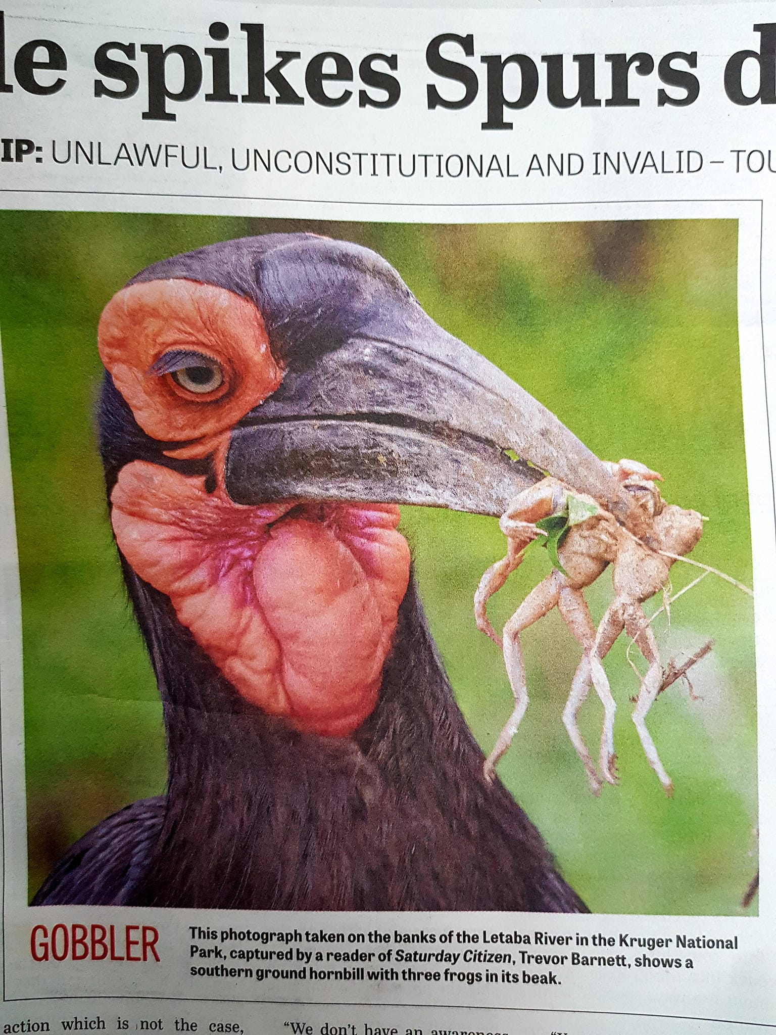 ground hornbill with frogs in Citizen newspaper