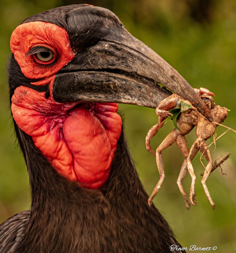 ground hornbill with frogs 