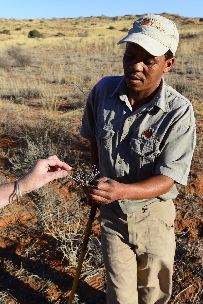 Our Bushman guided at !Xaus Lodge
