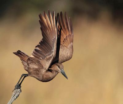 Hammerkop at Lake Mankwe
