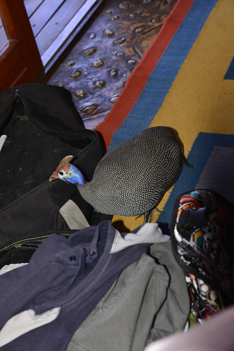 helmeted guineafowl at our !Xaus chalet