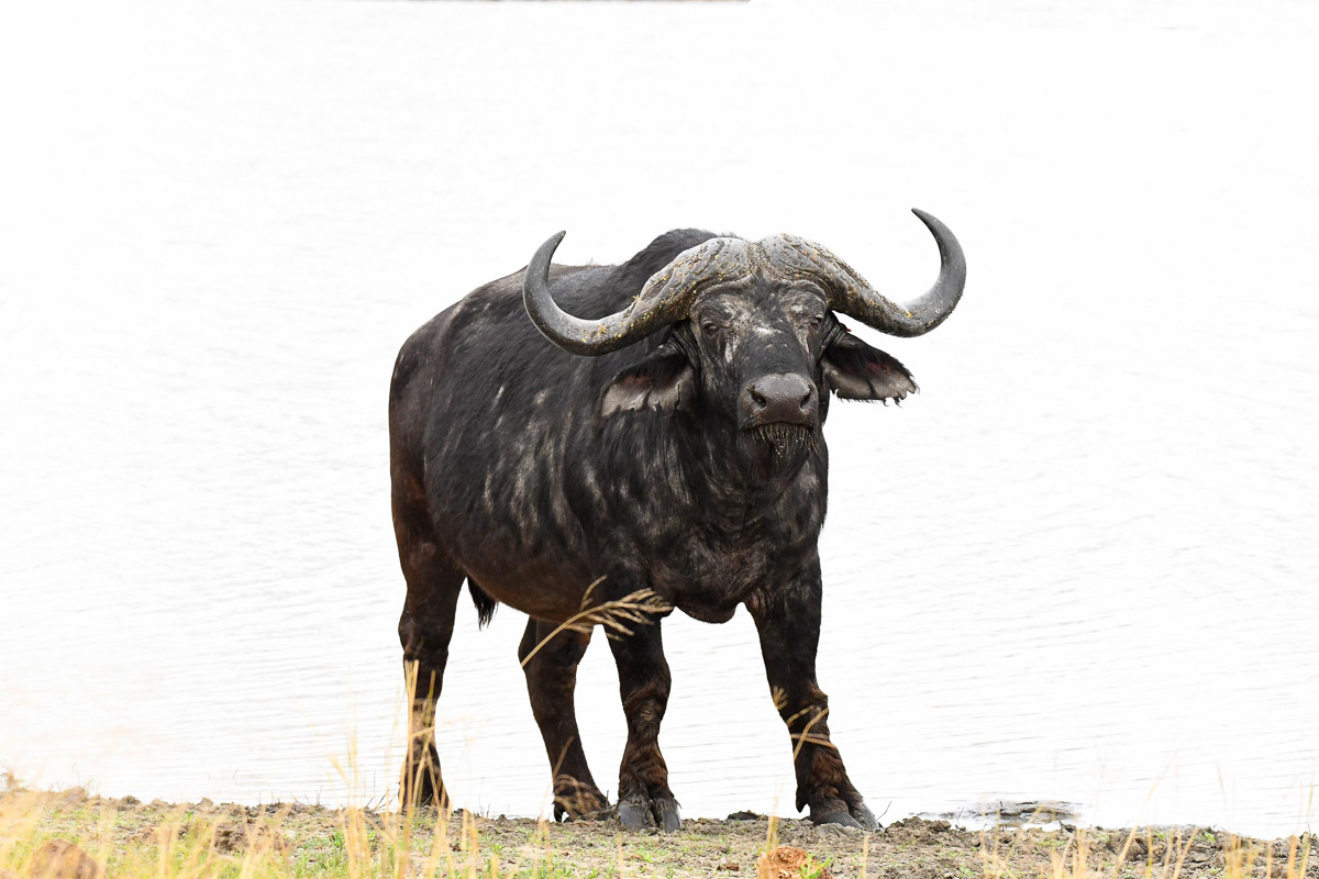 High-key image of buffalo taken at Jones se dam in the Kruger Park