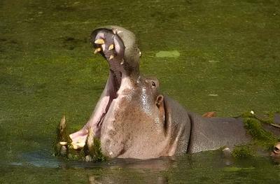 Hippo with calf