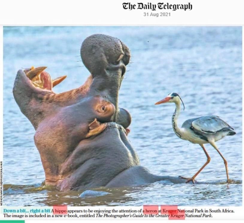 hippo and heron at Sunset Dam - Daily Tetegraph