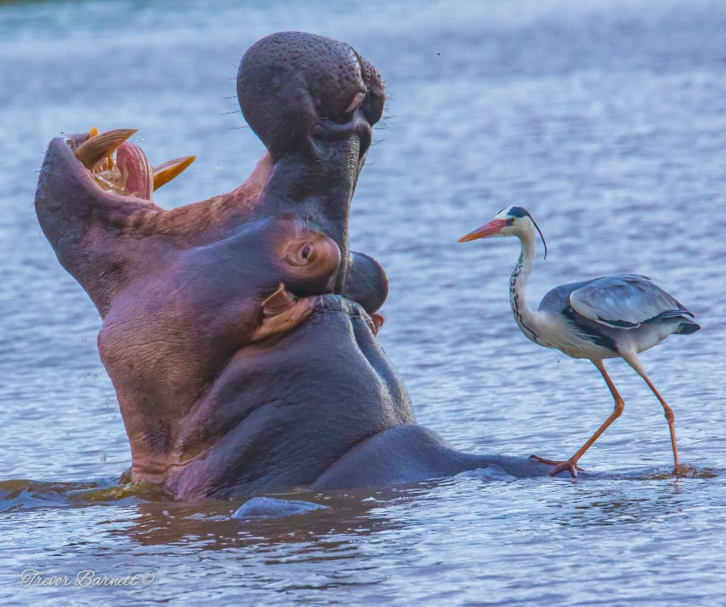 hippo and heron at Sunset Dam