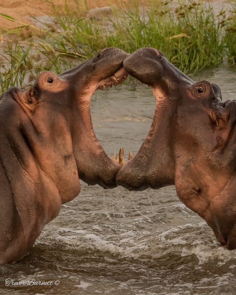 hippos fighting 