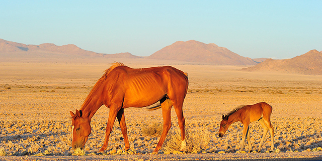 Namib wild horse mother with baby Namib wild horse mother with baby