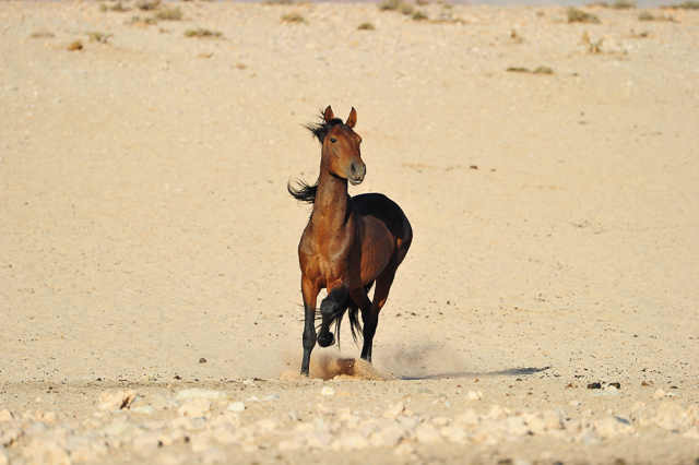 Wild horse running Wild horse running