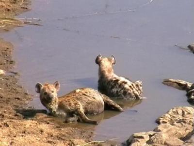 Hyena at a bridge on the way to Malelane