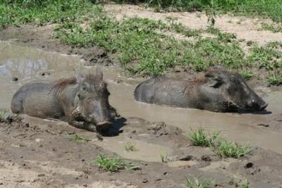 Warthogs at Renosterkoppie Dam