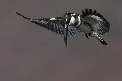 Hovering Pied Kingfisher - Mankwe Hide, Pilanesberg
