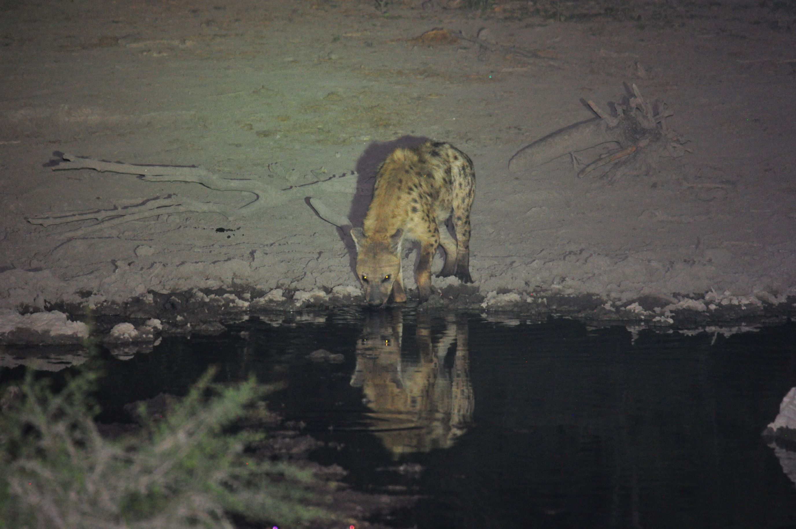 Hyena drinking at the waterhole at Jamala Hyena drinking at the waterhole at Jamala