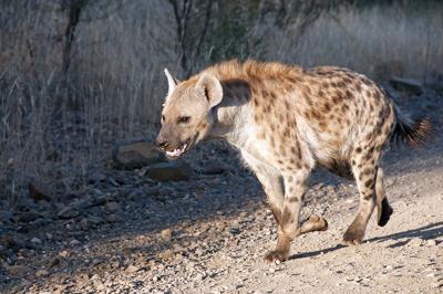 Hyena in a hurry