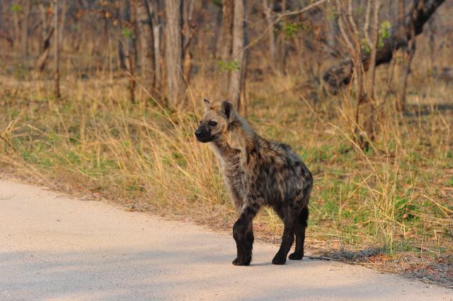 young hyena near Pretoriuskop