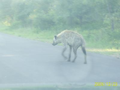 Hyena taking a walk