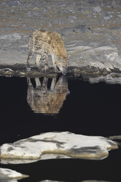 hyena drinking at night at Moringa waterhiole in etosha hyena drinking at night at Moringa waterhiole in etosha