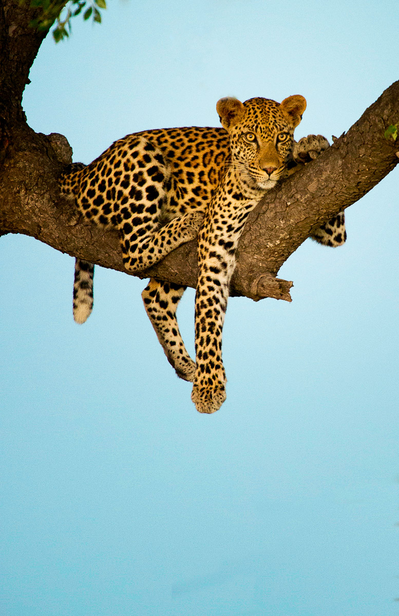 Leopard in tree taken at blue hour in Lukimbi Safari Lodge concession in the Kruger Park