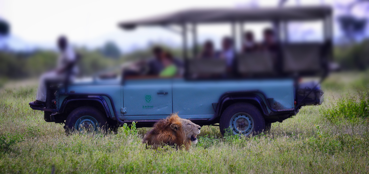 Male lion - Lukimbi Lodge, Kruger Park