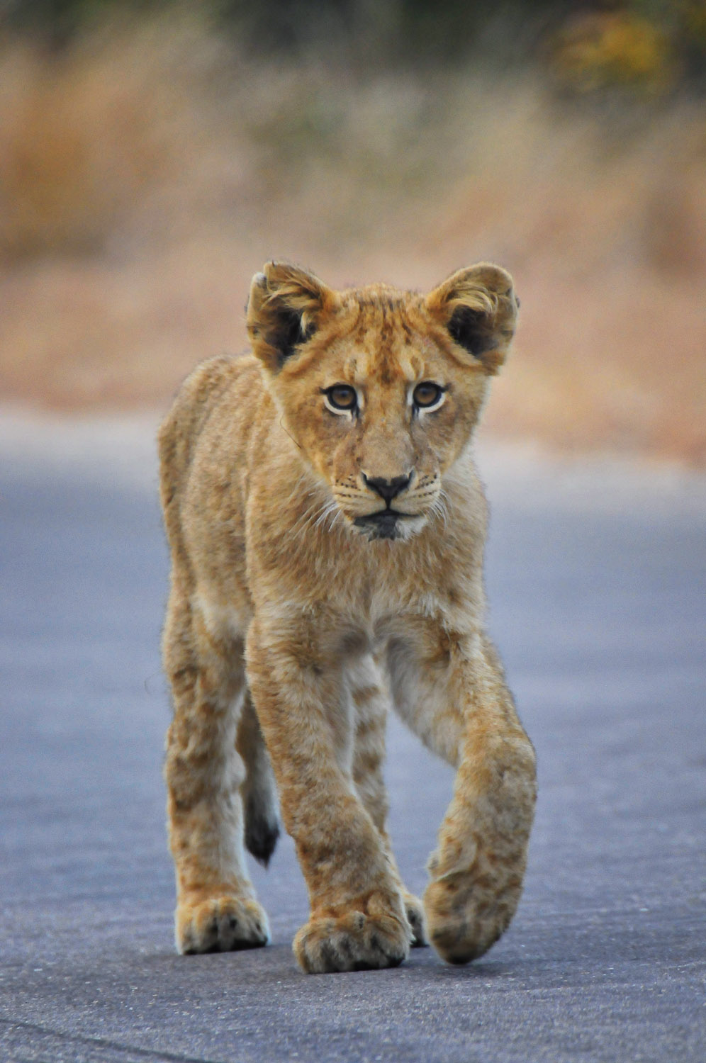 Lion cub walking in road near Berg en Dal camp, Kruger Park