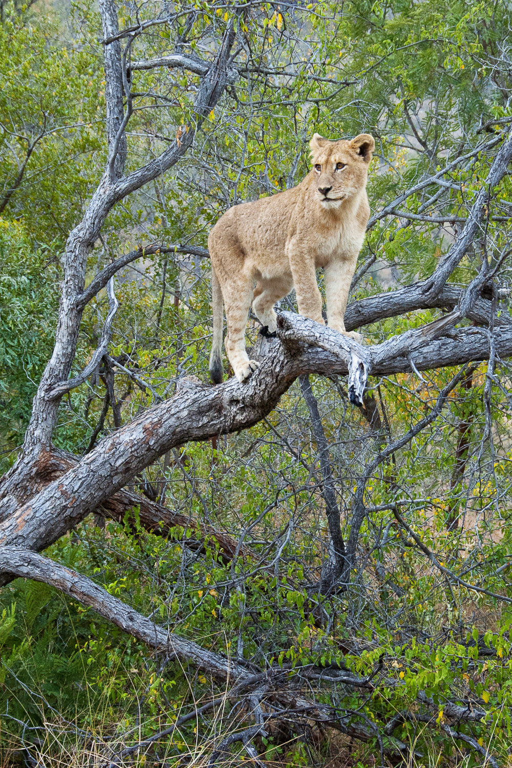 Lion cub climbing tree in Kruger National Park
