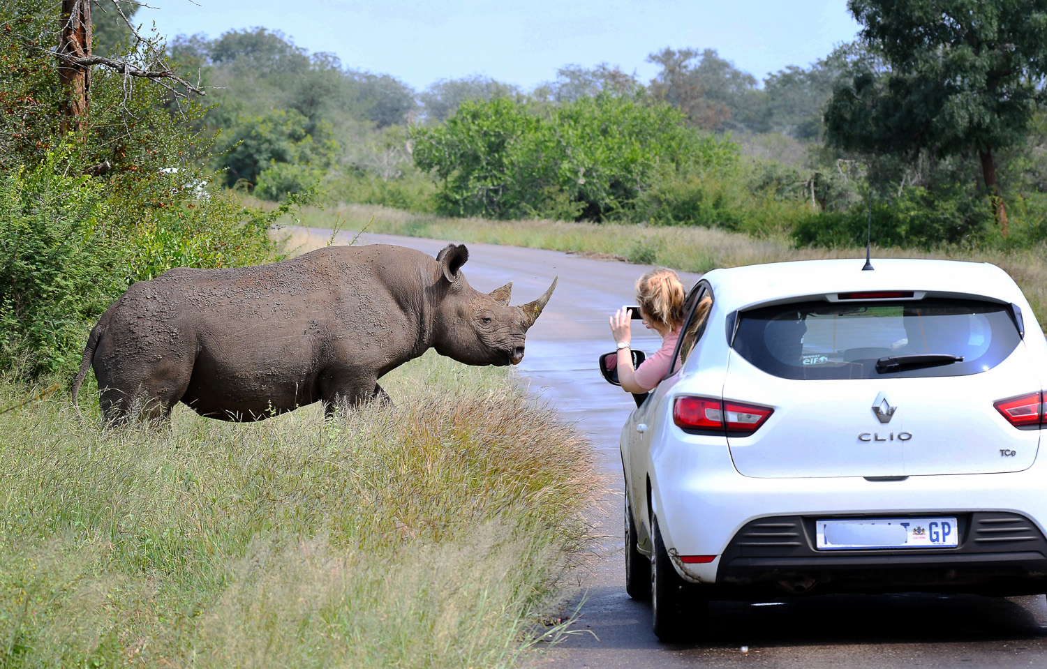 Black Rhino about to cross the road, taken on a Guided Safari in the Kruger National Park