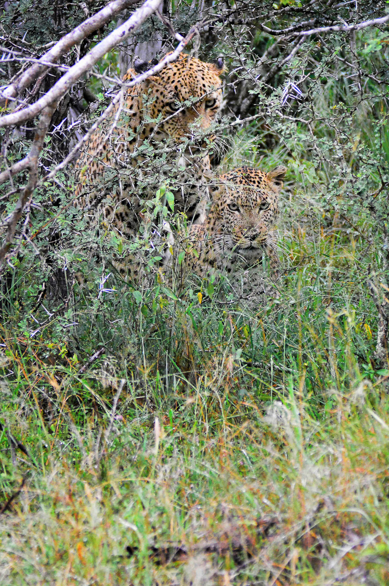 Mating Leopards near Renosterkoppies in the Kruger Park