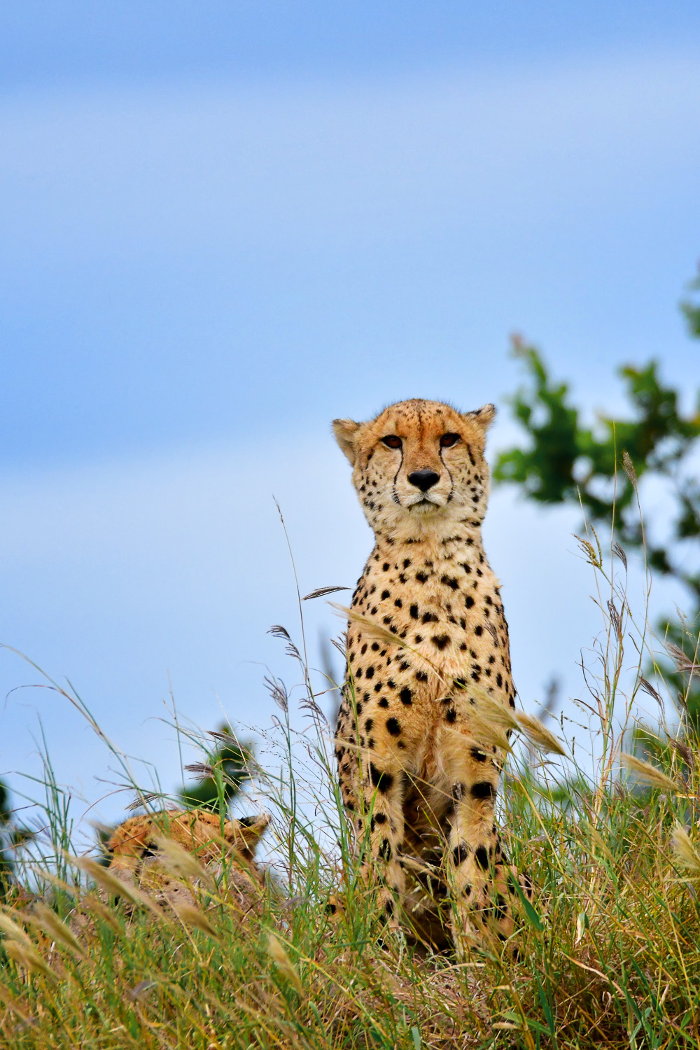 Cheetah on termite mound on doispan road, Kruger park