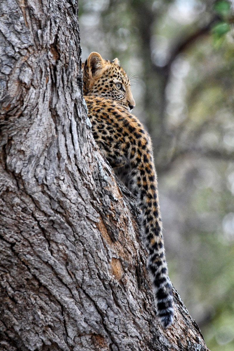 Leopard cub in tree on the S52 near Bateleur Bushveld Camp in the Kruger Park