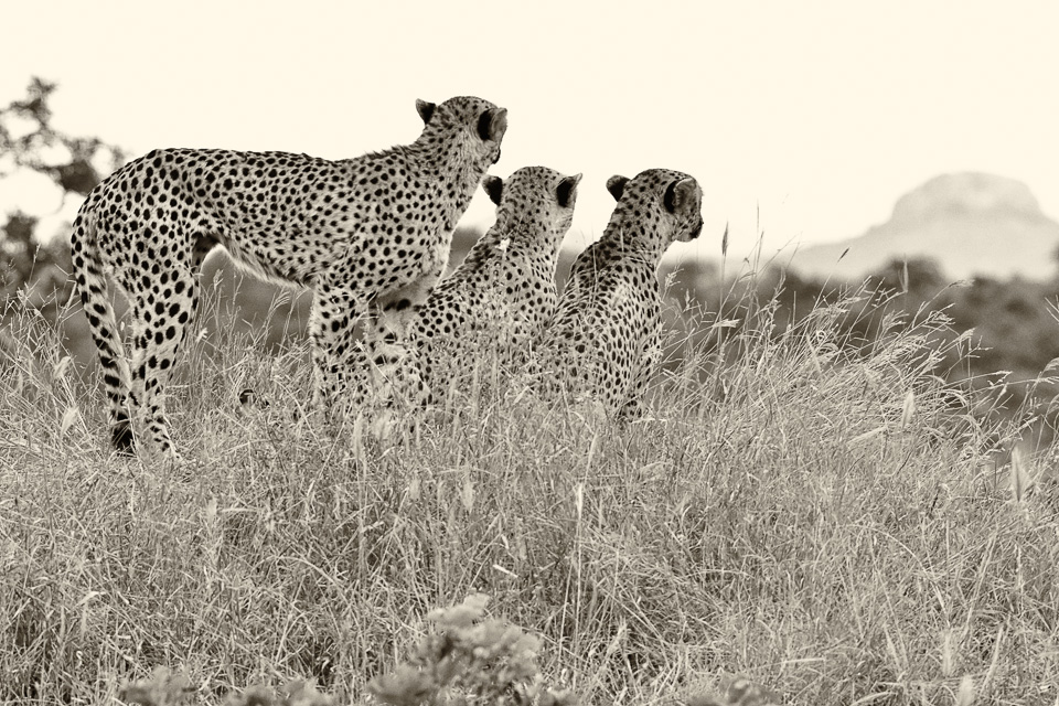 Cheetahs sitting on termite mound on the H1-1 Napi road in the Kruger Park