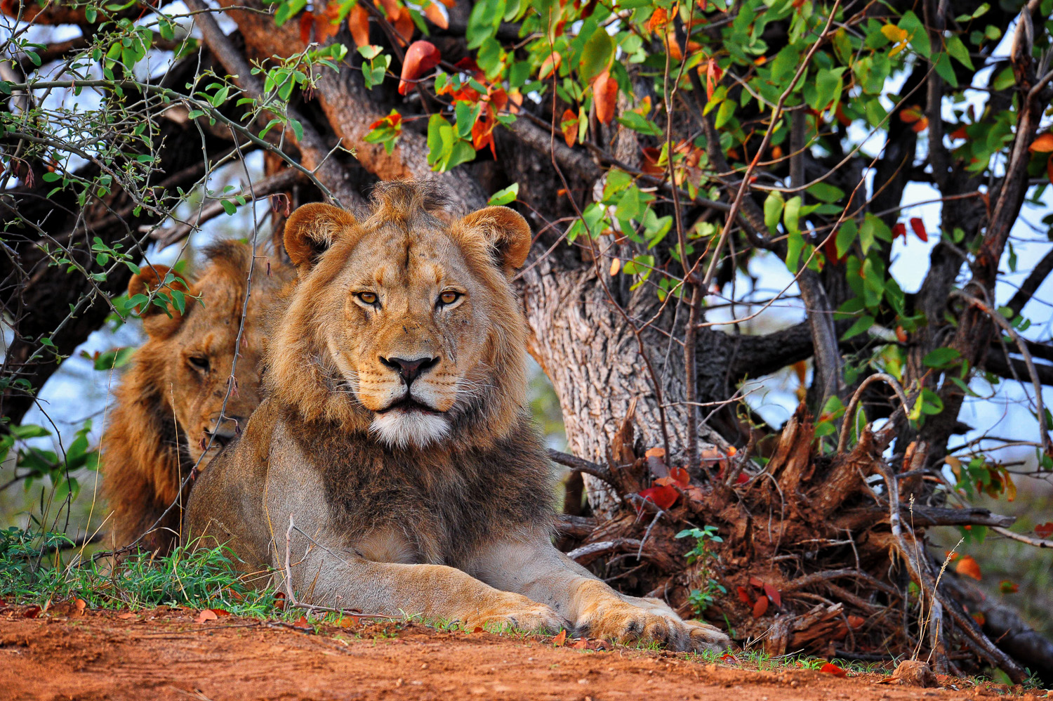 Male lions at Joao waterhole near Shingwedzi camp in Kruger Park