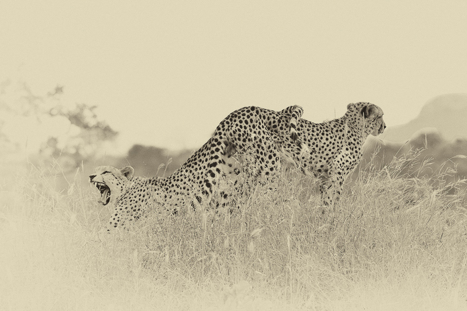 Cheetahs Yawning on termite mound in Kruger Park