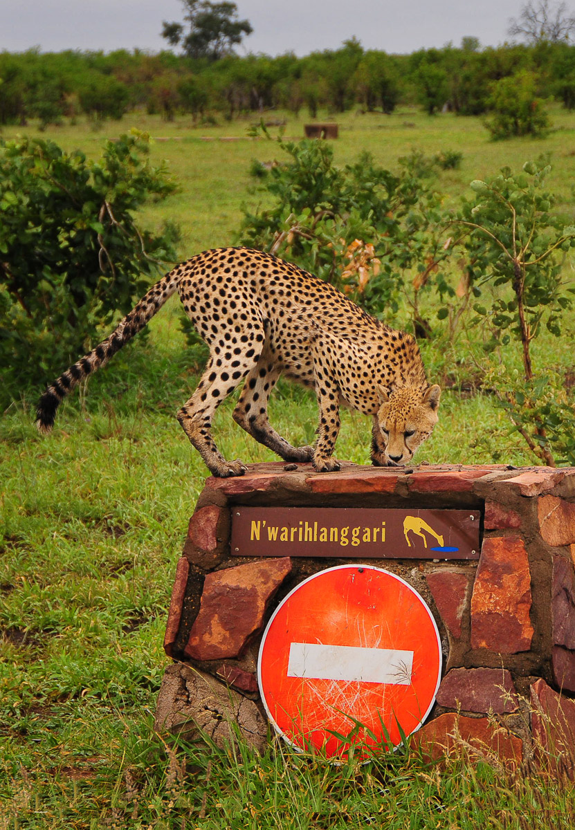 Cheetah sniffing on sign on the H1-7 in the Kruger Park