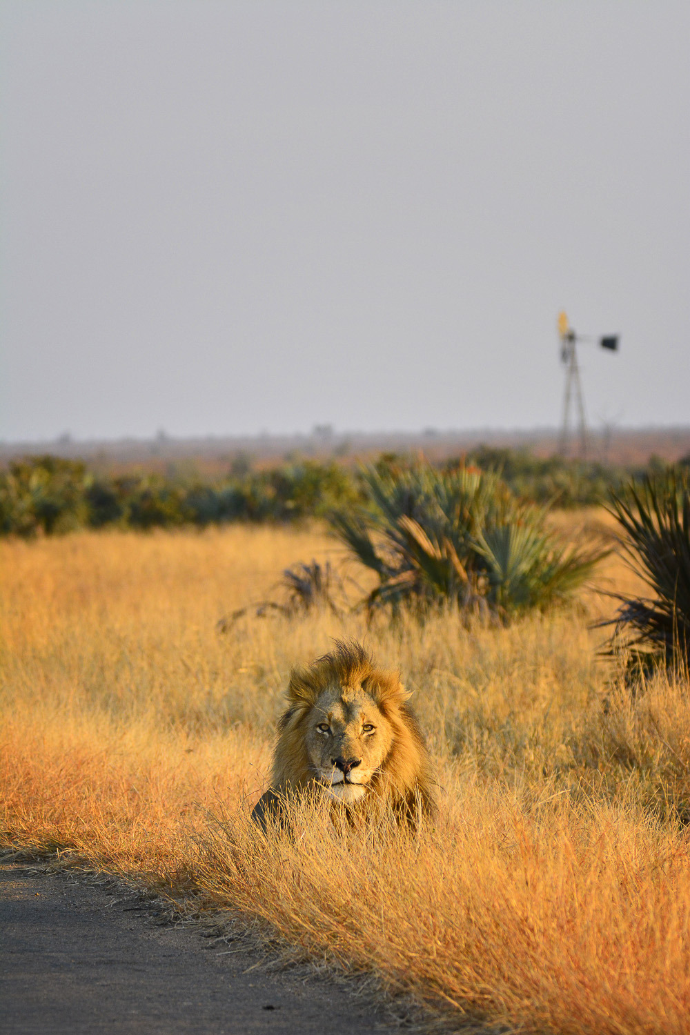 Male lion at Boyela waterhole, Kruger Park