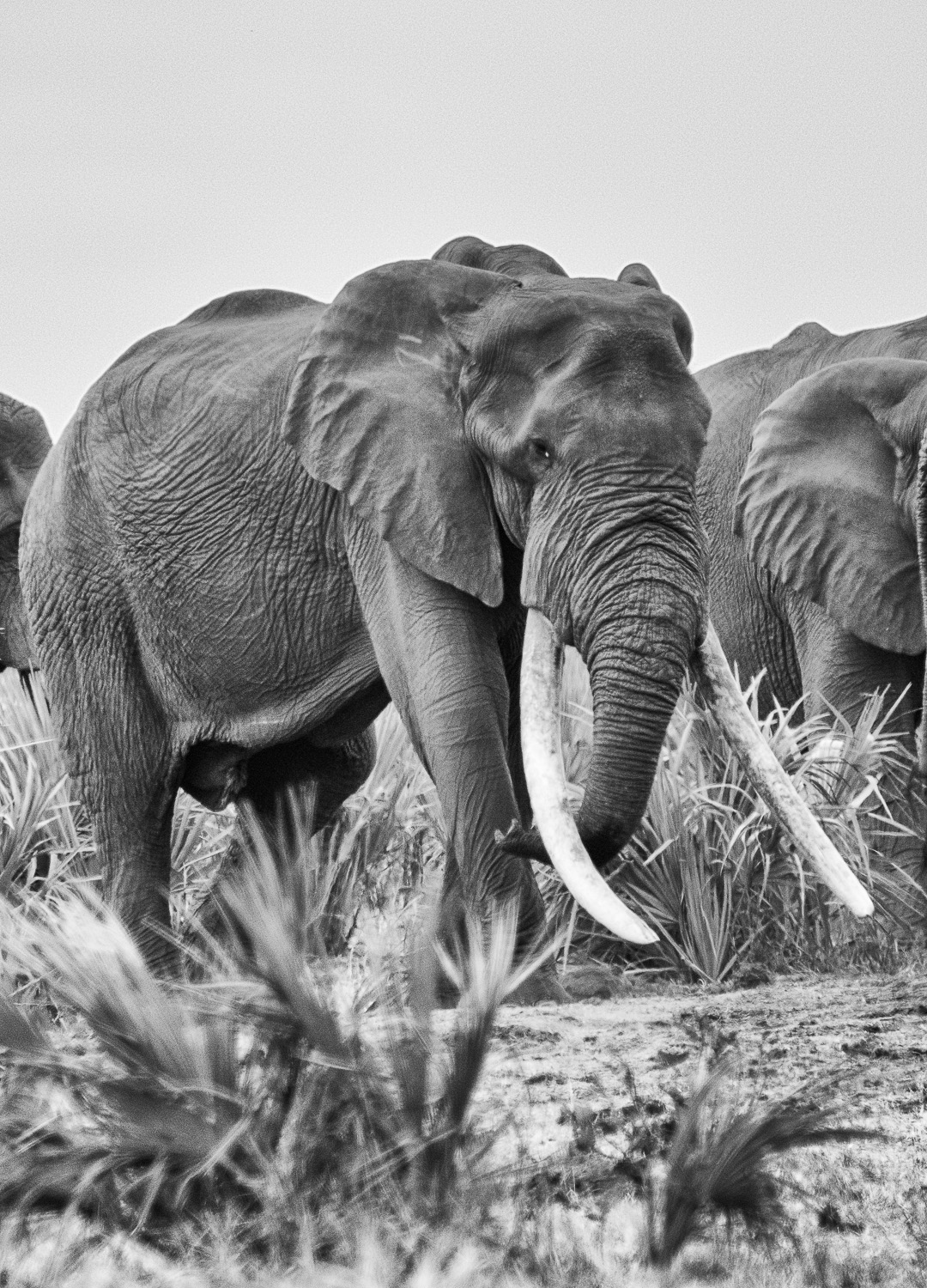 Large Tusker 'Botsotso' at Boyela waterhole near Sirheni Bushveld camp in the Kruger Park