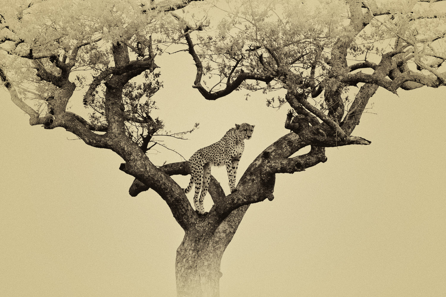 Cheetah in tree after Wild Dogs chased it, on the H7 Orpen road in the Kruger Park