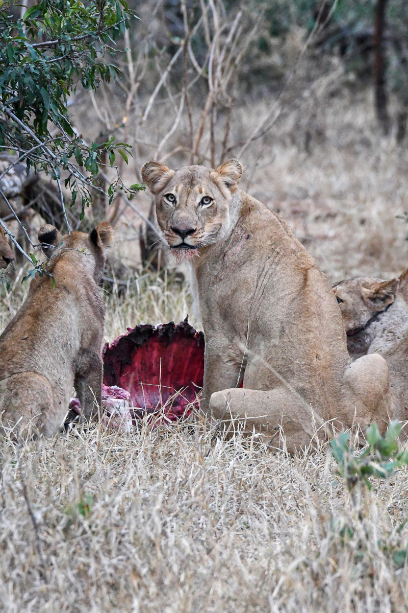 Lion pride on kill - Punda Maria, Kruger Park