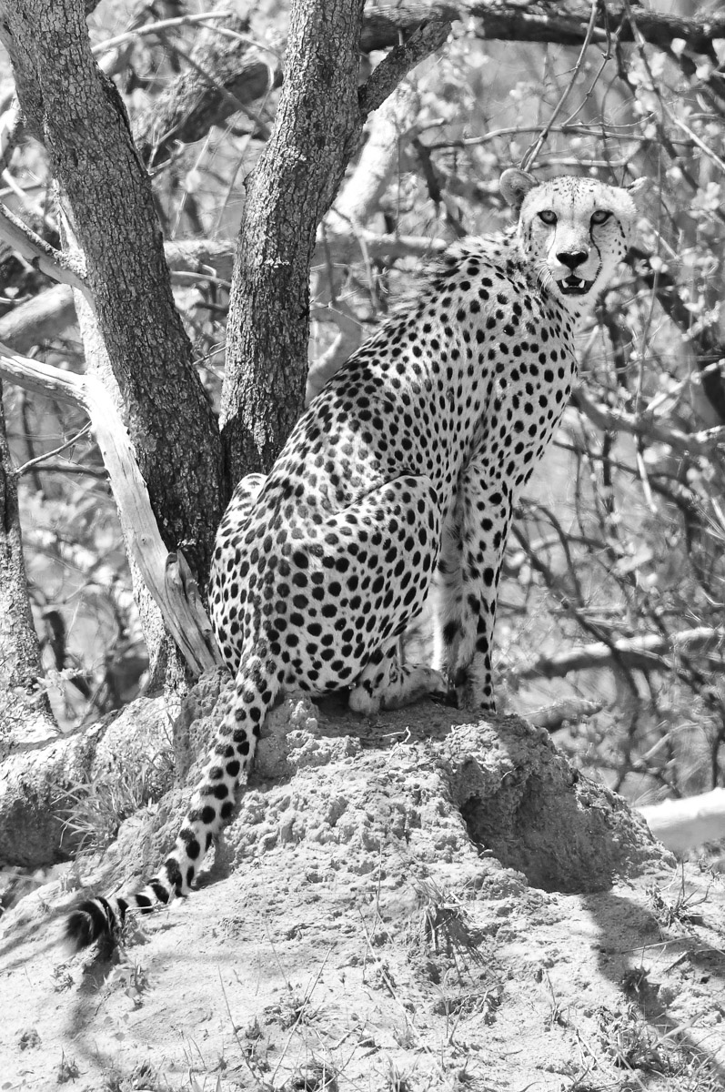 Cheetah looking for prey in Kruger Park